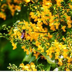 Meet your Posher, Elicy